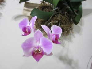 8395151770_f12e177e24_z (1)