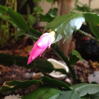 Lone bloom on my Christmas Cactus.