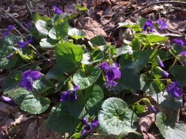 Violets
